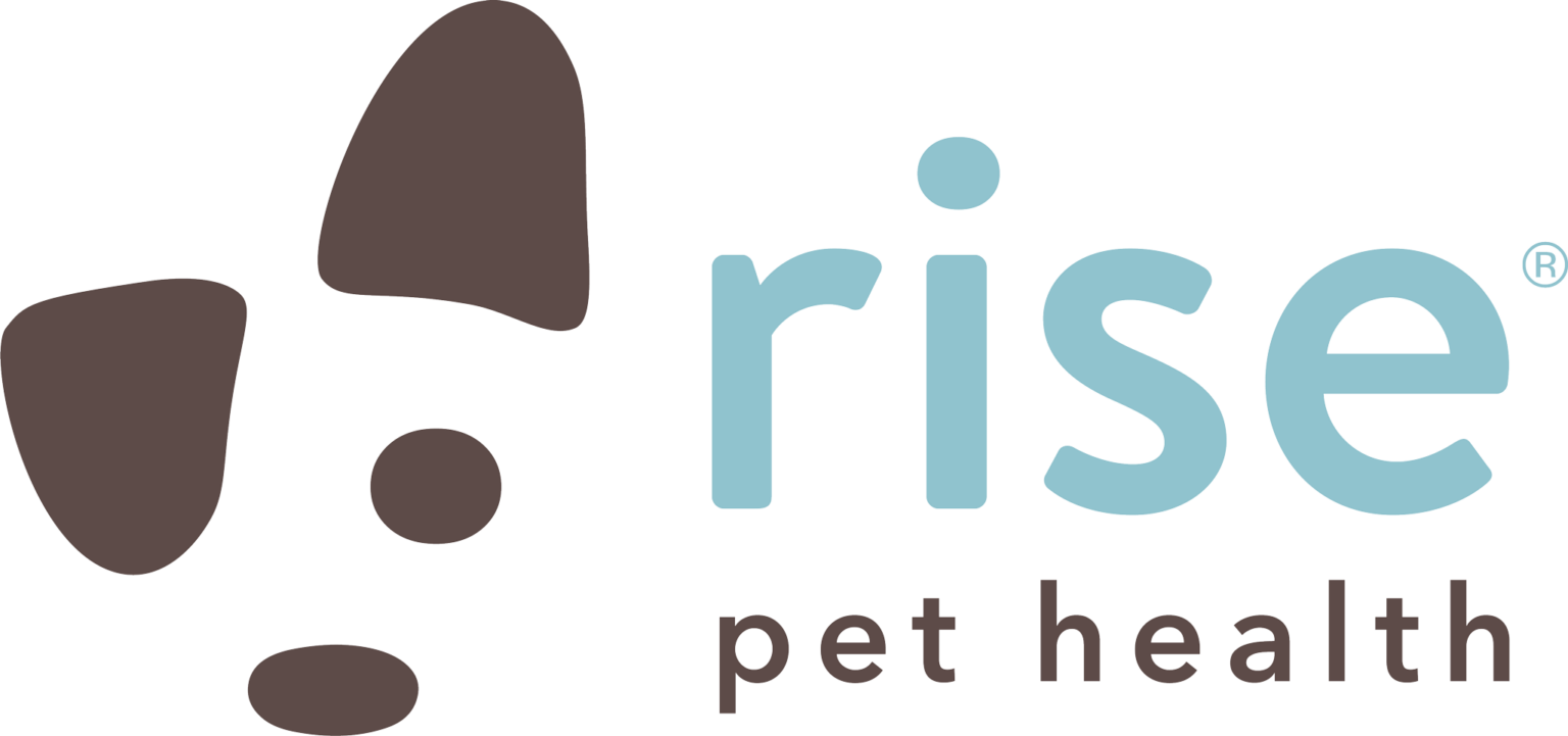 Common Health Issues in Brachycephalic Dogs | Rise Pet Health