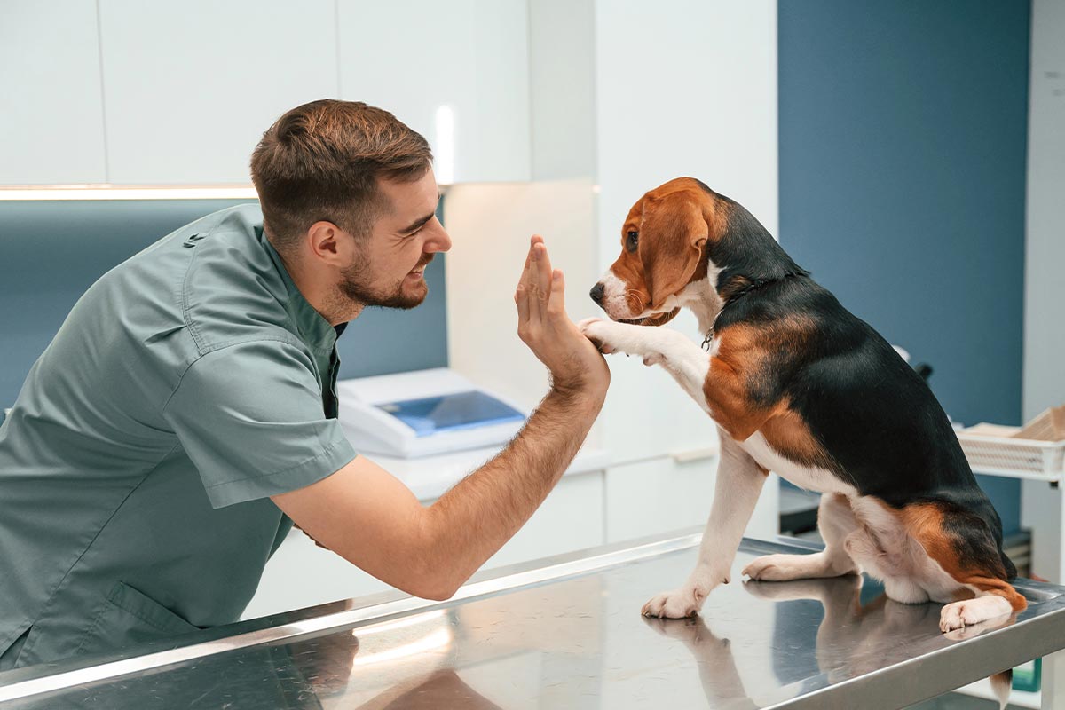 male veterinarian laughing while high-fiving beagle sitting on exam table