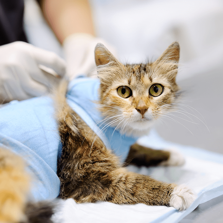 Cat Surgery