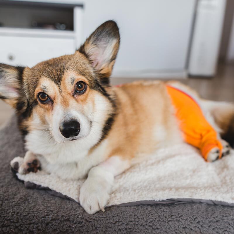 Corgi Recovering From Tplo Surgery
