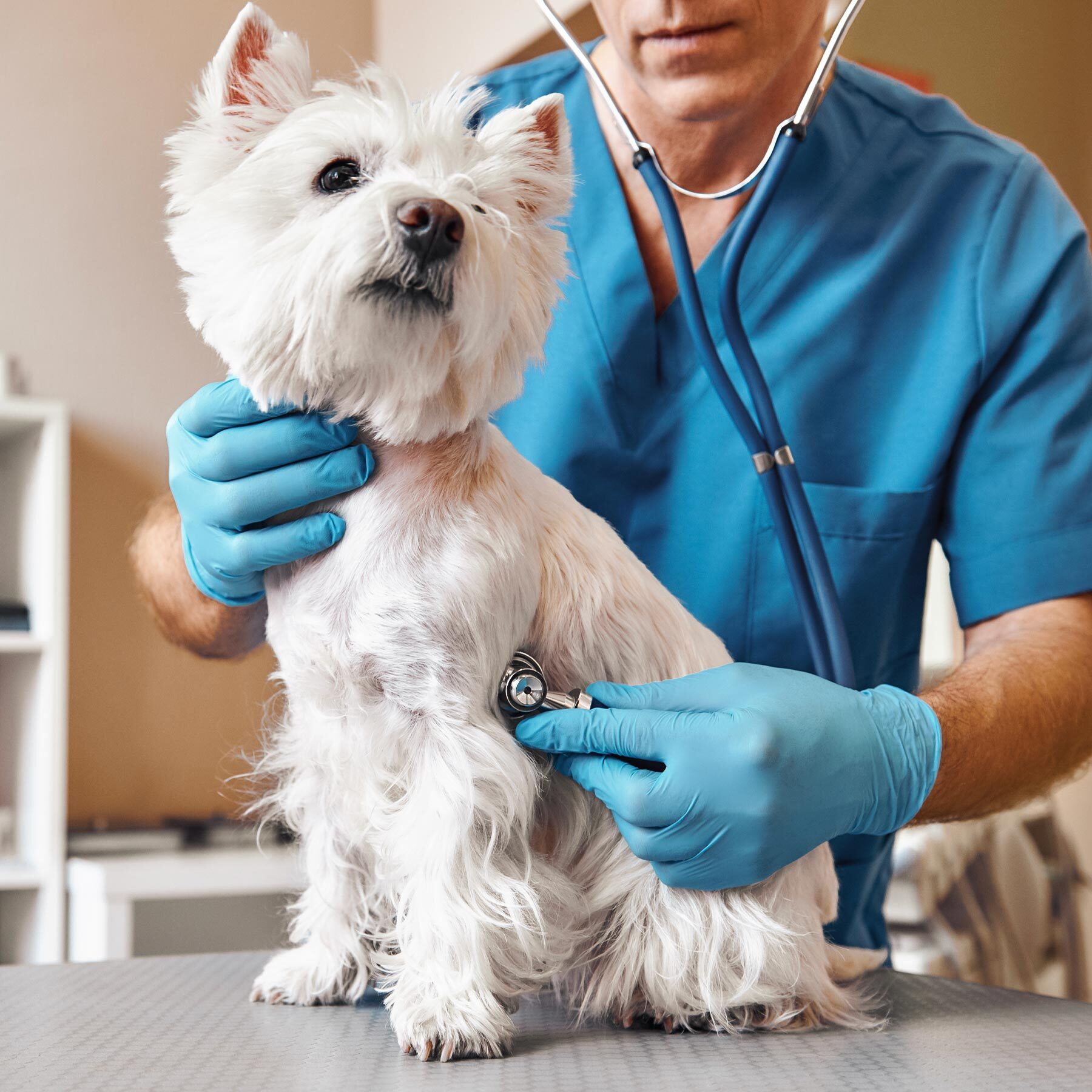 Doctor Checking Dogs Heart Doctor Checking Dogs Heart