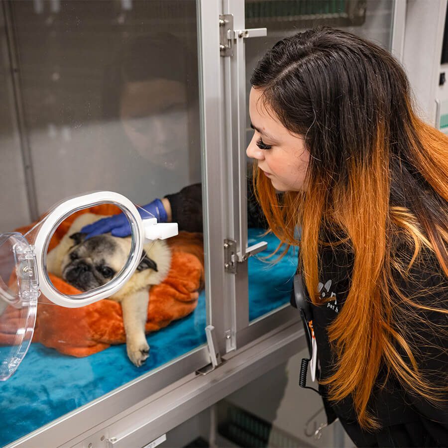Doctor With Pug Doctor With Pug