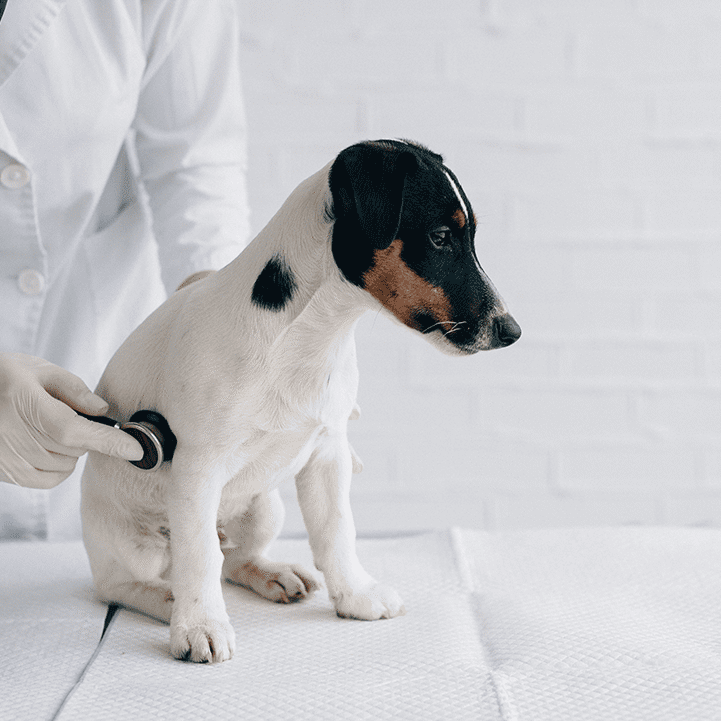 Dog Getting Exam Spot