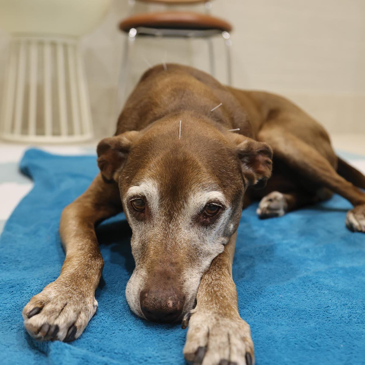 brown dog with acupuncture needles inserted throughout body lying down during therapy session