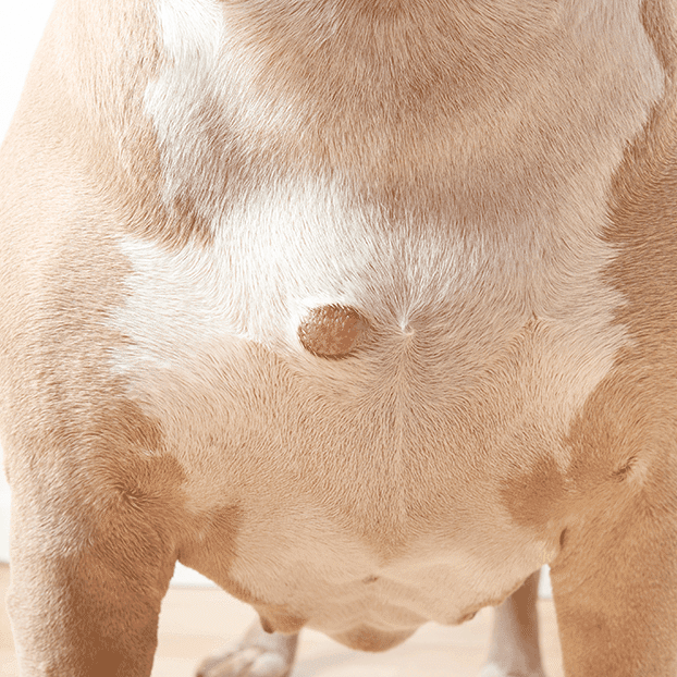Dog Tumor