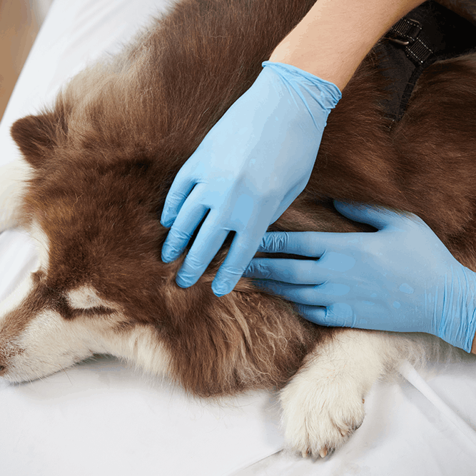 Dog Tumor Exam