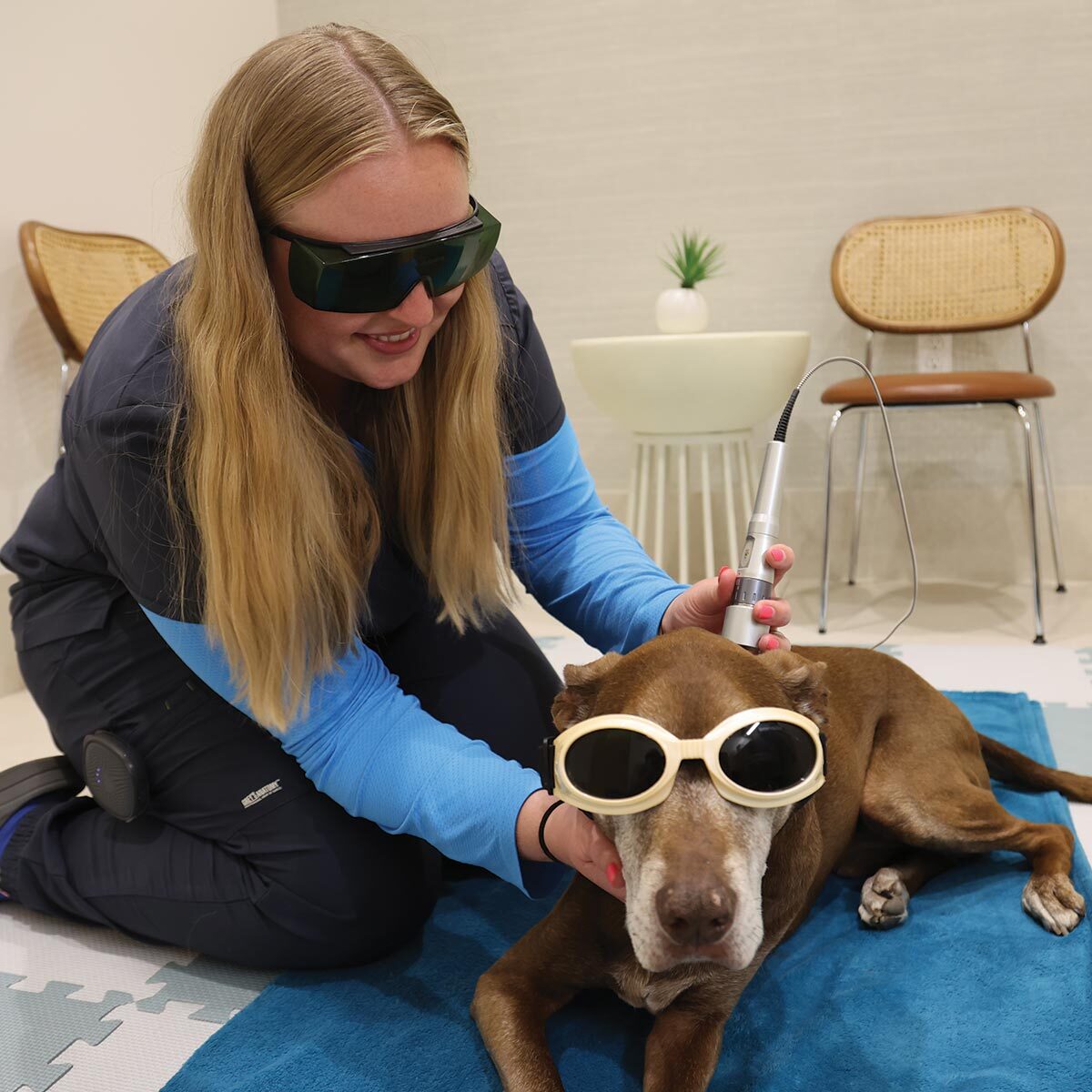 female assistant wearing sunglasses smiling while performing laser therapy on dog also wearing sunglasses