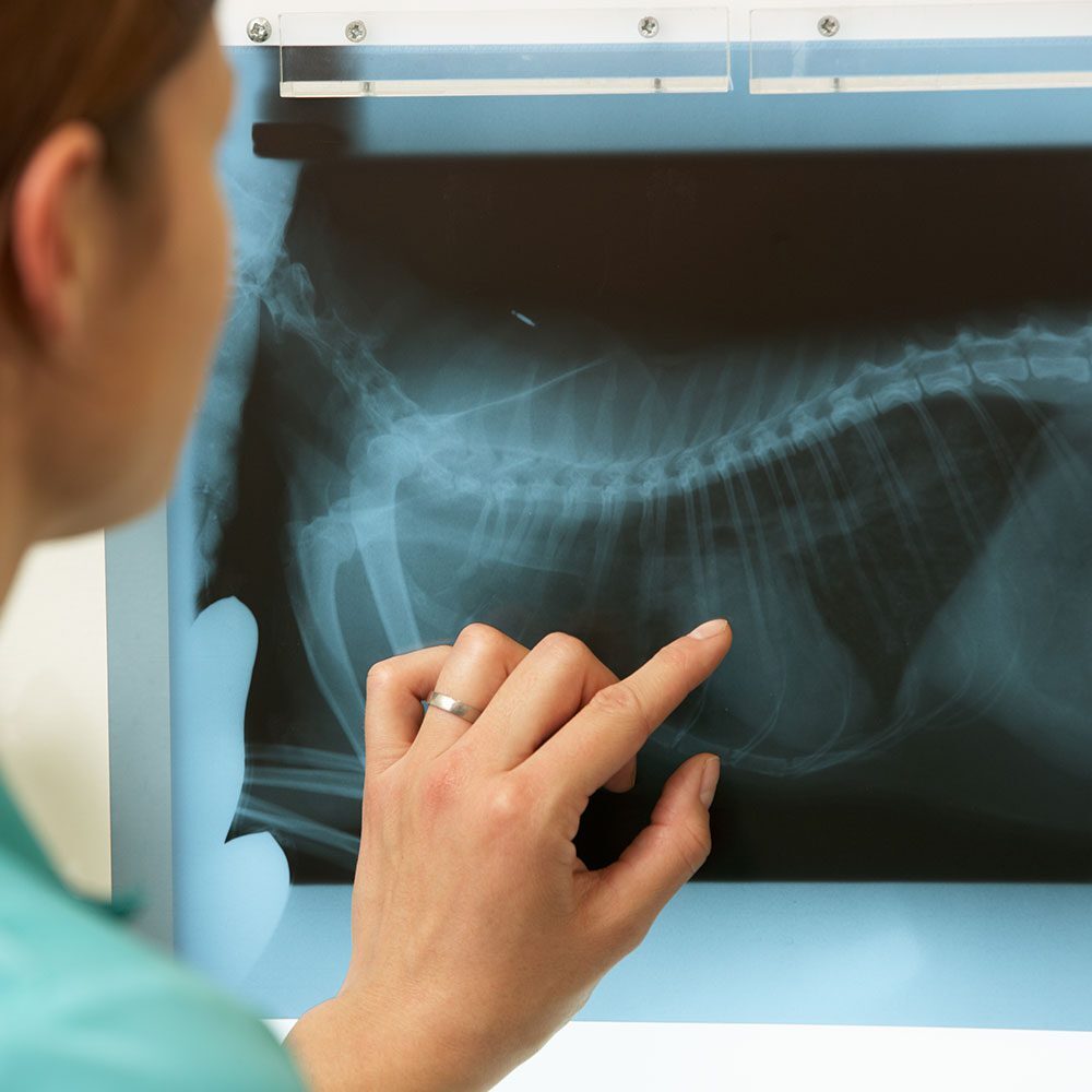 female veterinarian examining spinal x-ray of pet female veterinarian examining spinal x-ray of pet