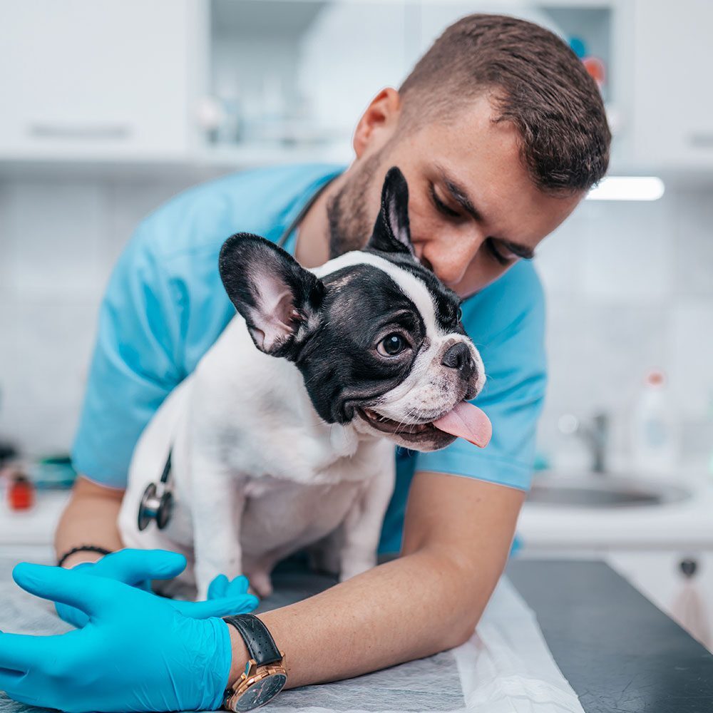male veterinarian hugging black and white french bulldog during examination male veterinarian hugging black and white french bulldog during examination