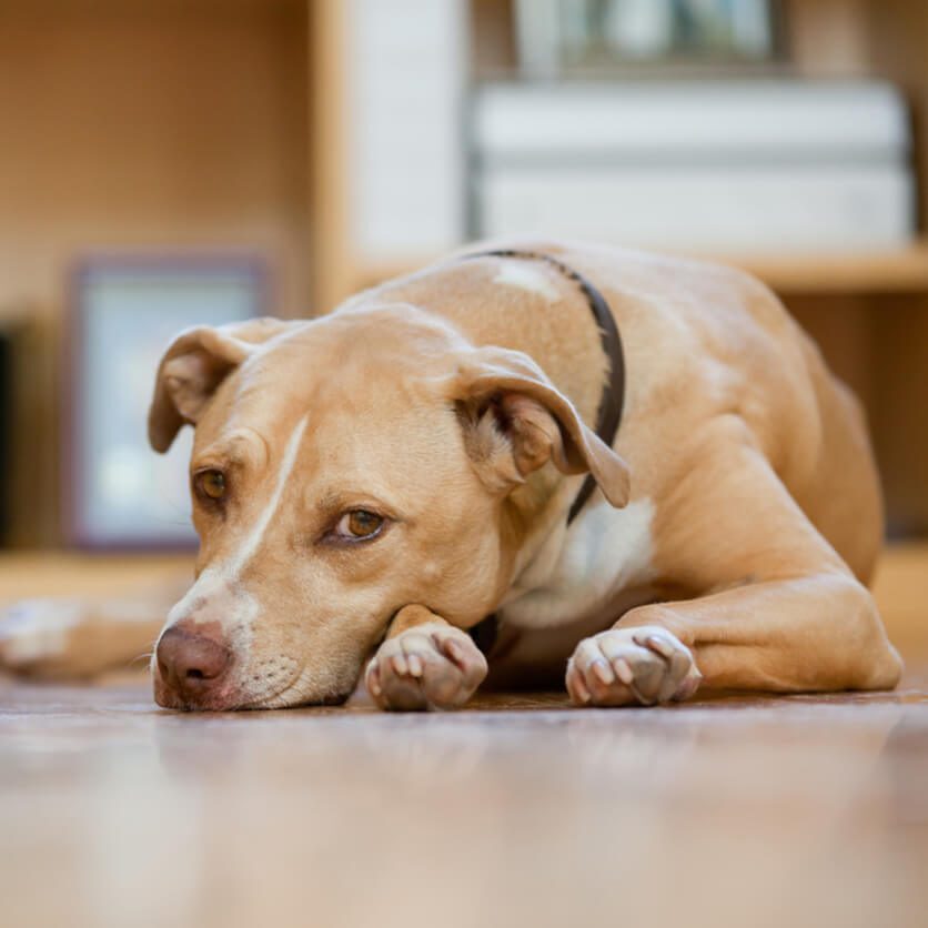 Sad Brown Dog On Floor Sad Brown Dog On Floor