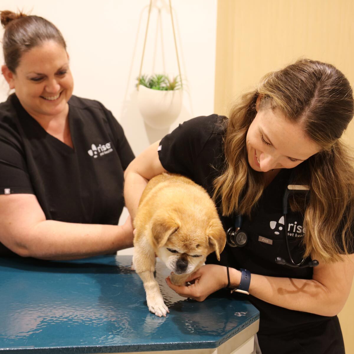 Staff Members Examining Dog