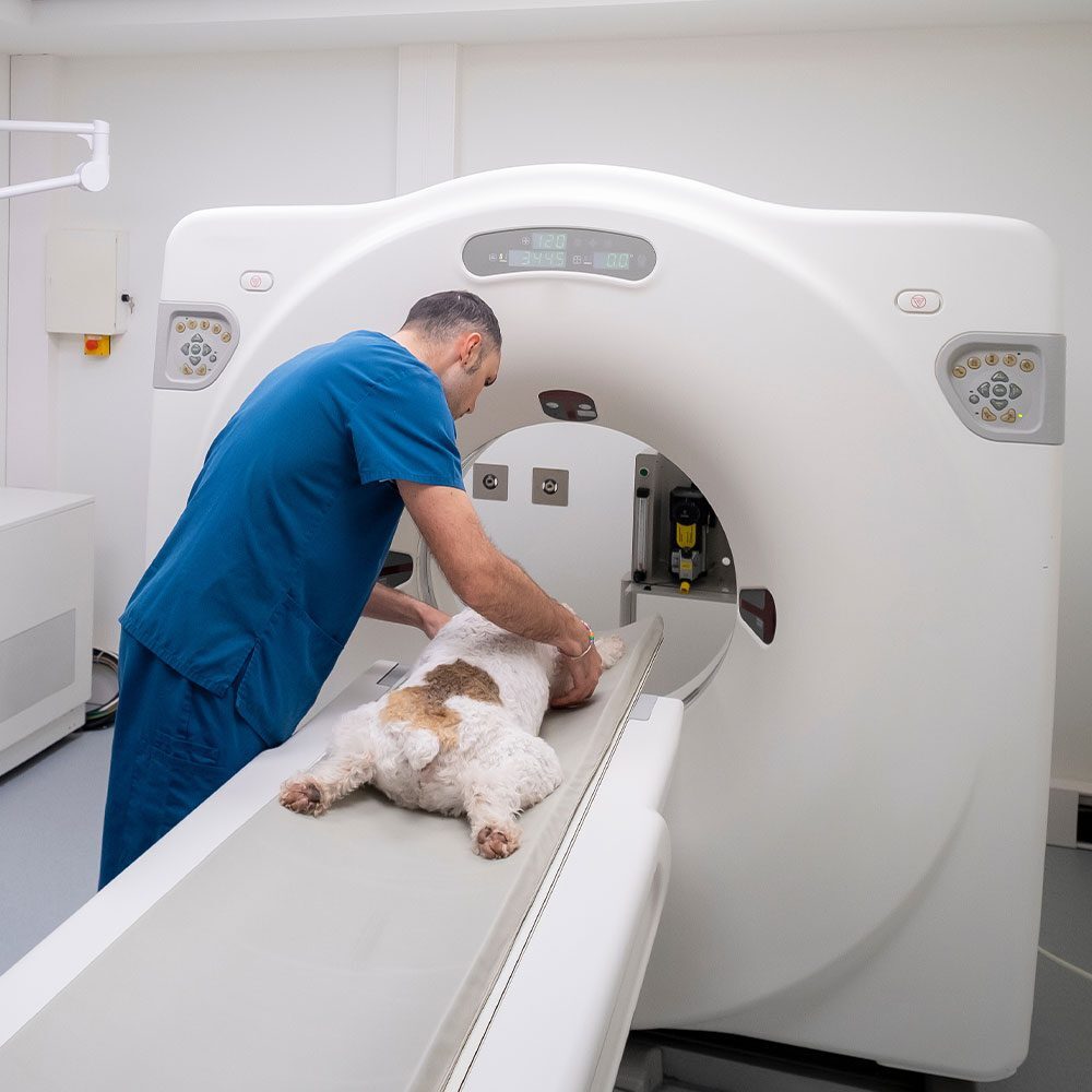vet technician prepping anesthetized dog for CT scan vet technician prepping anesthetized dog for CT scan