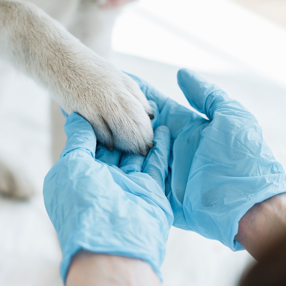 Veterinarian Holding Dogs Paw With Gloved Hands Veterinarian Holding Dogs Paw With Gloved Hands