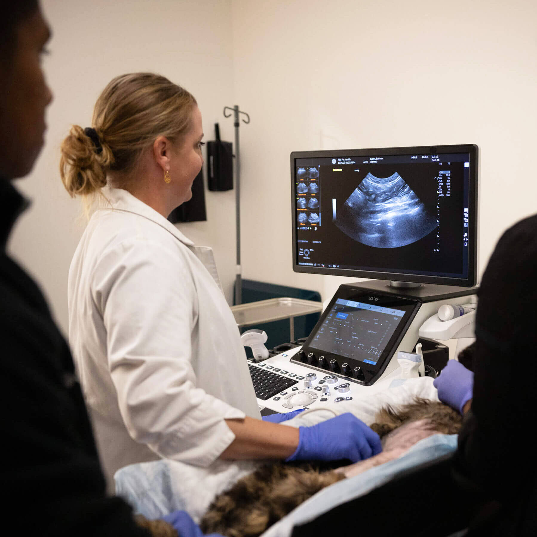 Veterinarian Looking At Ultrasound